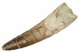 Spinosaurus Tooth - Real Dinosaur Tooth #192091-1